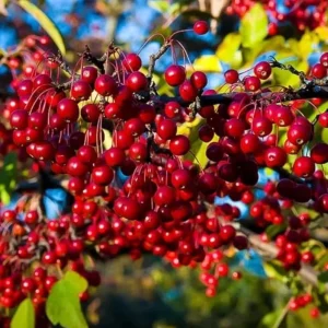 Chokecherry 'Canadian Red' Live Plant – 2.5 inch Pot – Colorful Foliage Tree – Outdoor - Image 5