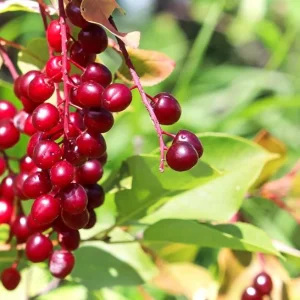Chokecherry 'Canadian Red' Live Plant – 2.5 inch Pot – Colorful Foliage Tree – Outdoor - Image 6