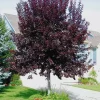 Chokecherry 'Canadian Red' Live Plant – 2.5 inch Pot – Colorful Foliage Tree – Outdoor - Image 1