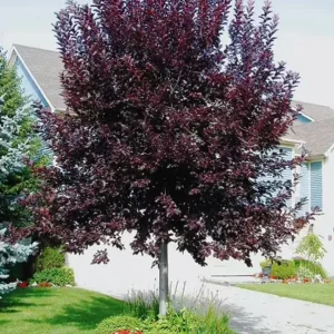 Chokecherry 'Canadian Red' Live Plant – 2.5 inch Pot – Colorful Foliage Tree – Outdoor - Image 1