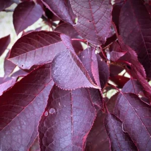 Chokecherry 'Canadian Red' Live Plant – 2.5 inch Pot – Colorful Foliage Tree – Outdoor - Image 9