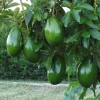 Choquette Avocado Tree - Live Grafted Plant, 3 Gallon Pot, Outdoor Fruit - Image 1