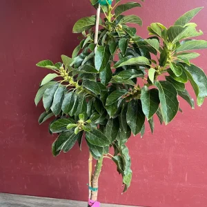 Choquette Avocado Tree - Live Grafted Plant, 3 Gallon Pot, Outdoor Fruit - Image 4