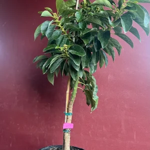 Choquette Avocado Tree - Live Grafted Plant, 3 Gallon Pot, Outdoor Fruit - Image 8
