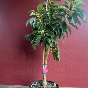 Choquette Avocado Tree - Live Grafted Plant, 3 Gallon Pot, Outdoor Fruit - Image 9