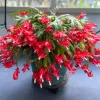 Christmas Cactus Live Plant – Red Holiday Cactus – 4-6 Inch Tall – 4 Inch Potted Houseplant - Image 1