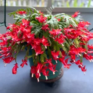 Christmas Cactus Live Plant – Red Holiday Cactus – 4-6 Inch Tall – 4 Inch Potted Houseplant - Image 1