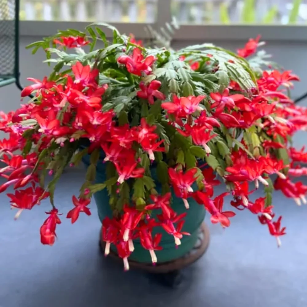 Christmas Cactus Live Plant – Red Holiday Cactus – 4-6 Inch Tall – 4 Inch Potted Houseplant - Image 1