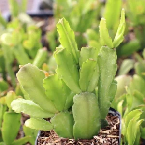 Christmas Cactus Live Plant S - Pinkish Red Flower, 2 Inch Pot, Indoor - Image 2