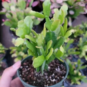 Christmas Cactus Live Plant S - Pinkish Red Flower, 2 Inch Pot, Indoor - Image 3