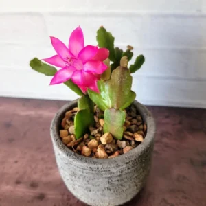 Christmas Cactus Live Plant S - Pinkish Red Flower, 2 Inch Pot, Indoor - Image 1