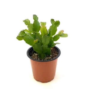 Christmas Cactus Live Plant S - Pinkish Red Flower, 2 Inch Pot, Indoor - Image 4