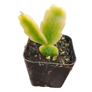 Christmas Cactus Live Plant S - Pinkish Red Flower, 2 Inch Pot, Indoor - Image 5