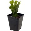 Christmas Cactus Live Plant - Zygocactus - 2.5 inch Pot - Indoor Houseplant - Image 1