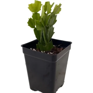 Christmas Cactus Live Plant - Zygocactus - 2.5 inch Pot - Indoor Houseplant - Image 1