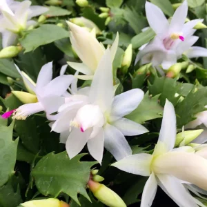 Christmas Cactus Live Plant - Zygocactus - 2.5 inch Pot - Indoor Houseplant - Image 4