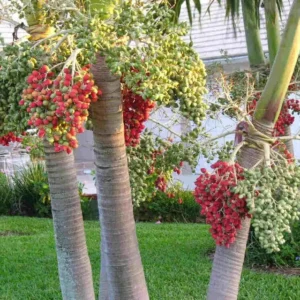 Christmas Palm Tree Live Plant - Adonidia merrillii, 3 Gallon Pot, Outdoor - Image 2