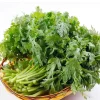 Chrysanthemum Shungiku Seeds - 1000+ Tong Ho Vegetable Seeds for Eating & Yellow Flowers - Image 1