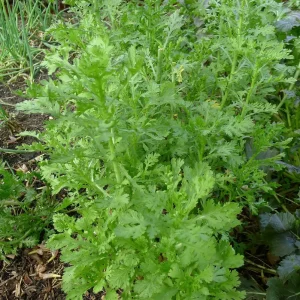 Chrysanthemum Shungiku Seeds - 1000+ Tong Ho Vegetable Seeds for Eating & Yellow Flowers - Image 2