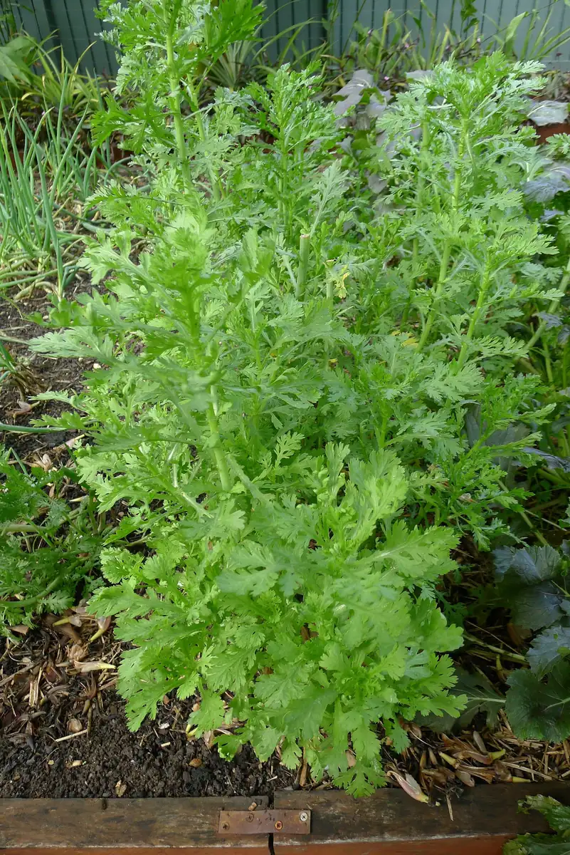 Chrysanthemum Shungiku Seeds - 1000+ Tong Ho Vegetable Seeds for Eating & Yellow Flowers - Image 2