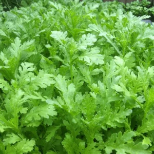 Chrysanthemum Shungiku Seeds - 1000+ Tong Ho Vegetable Seeds for Eating & Yellow Flowers - Image 3