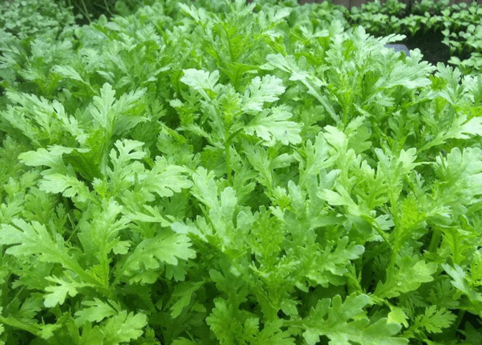 Chrysanthemum Shungiku Seeds - 1000+ Tong Ho Vegetable Seeds for Eating & Yellow Flowers - Image 3