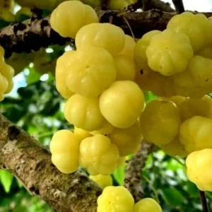 Chùm Ruột Tropical Gooseberry Live Plant - 1 Foot Tall in 6