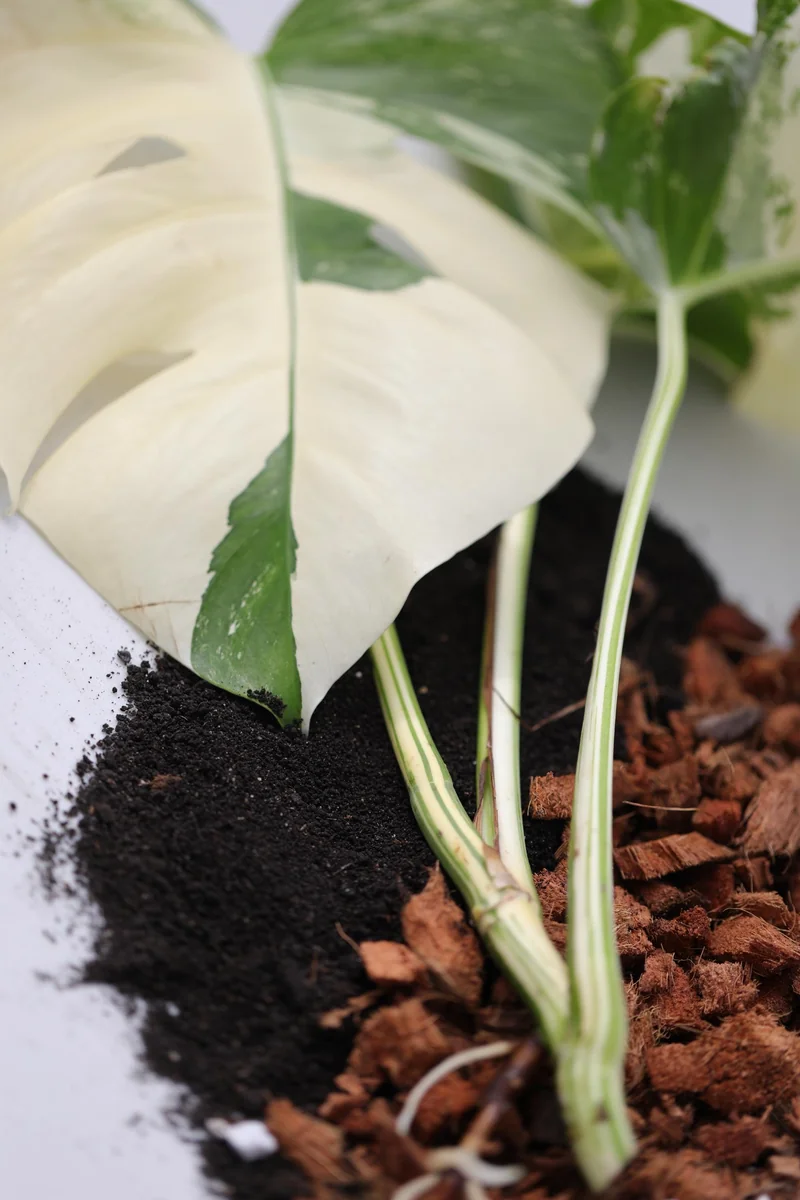 Chunky Aroid Potting Mix – Well-Draining Soil for Monstera & Rare Indoor Plants - Image 6