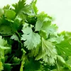 Cilantro Coriander Seeds - Leisure Variety - 25+ Seeds for Oriental & Mexican Cuisine - Image 1