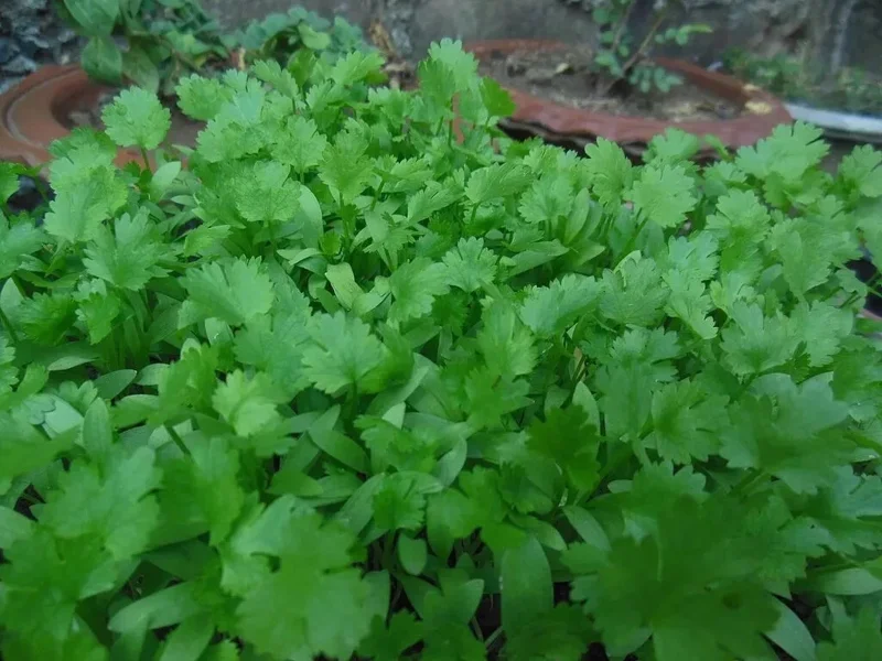 Cilantro Coriander Seeds - Leisure Variety - 25+ Seeds for Oriental & Mexican Cuisine - Image 2