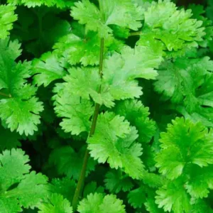 Cilantro Live Plant – 7