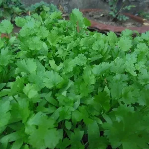 Cilantro Seeds - Leisure Coriander for Oriental & Mexican Cuisine - 250+ Seeds - Image 2