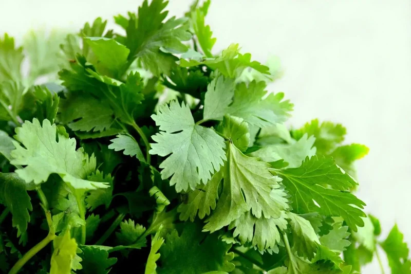 Cilantro Seeds - Leisure Coriander for Oriental & Mexican Cuisine, 100+ Seeds - Image 1