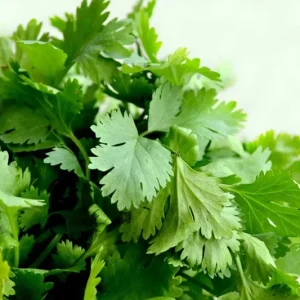Cilantro Seeds - Leisure Coriander Seeds for Oriental & Mexican Cuisine - 500+ Seeds - Image 1
