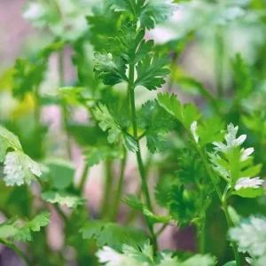 Cilantro Seeds - Leisure Coriander Seeds for Oriental & Mexican Cuisine - 500+ Seeds - Image 3