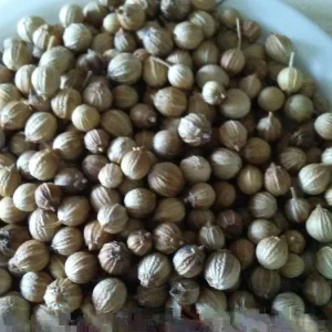 Cilantro Seeds - Non-GMO Fresh Herb Garden Seeds - Outdoor Planting - Image 4