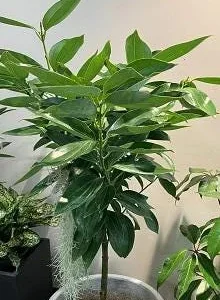 Cinnamon - 6" to 1 feet tall - ship in 6" pot - Image 1