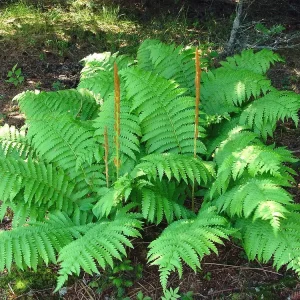 Cinnamon Fern Bare-Root Plant - Osmunda cinnamomea - Native Shade Fern - Image 2