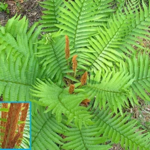 Cinnamon Fern Bare-Root Plant - Osmunda cinnamomea - Native Shade Fern - Image 3
