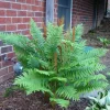Cinnamon Fern Rhizomes - 5 Pack Live Plant - Native Shade Fern - Easy Grow Outdoor - Image 1