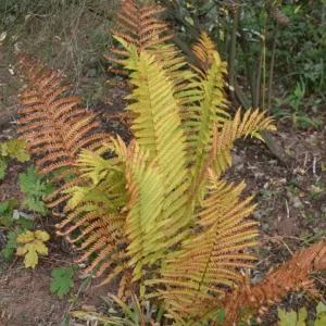 Cinnamon Fern Rhizomes - 5 Pack Live Plant - Native Shade Fern - Easy Grow Outdoor - Image 10