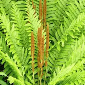 Cinnamon Fern Rhizomes - 5 Pack Live Plant - Native Shade Fern - Easy Grow Outdoor - Image 2