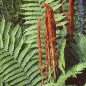 Cinnamon Fern Rhizomes - 5 Pack Live Plant - Native Shade Fern - Easy Grow Outdoor - Image 4
