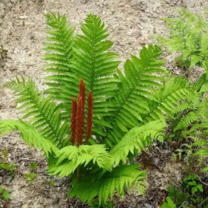 Cinnamon Fern Rhizomes - 5 Pack Live Plant - Native Shade Fern - Easy Grow Outdoor - Image 5