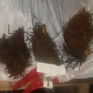 Cinnamon Fern Rhizomes - 5 Pack Live Plant - Native Shade Fern - Easy Grow Outdoor - Image 6