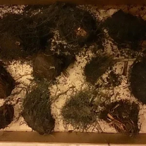 Cinnamon Fern Rhizomes - 5 Pack Live Plant - Native Shade Fern - Easy Grow Outdoor - Image 7