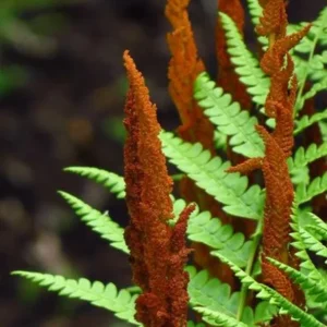 Cinnamon Fern Rhizomes - 5 Pack Live Plant - Native Shade Fern - Easy Grow Outdoor - Image 8