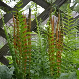 Cinnamon Fern Rhizomes - 5 Pack Live Plant - Native Shade Fern - Easy Grow Outdoor - Image 9