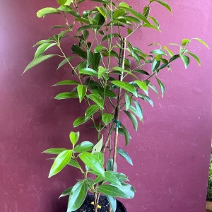 Cinnamon Tree Live Plant - Ceylon Cinnamon (Cinnamomum verum) - 10 inch Pot - Image 6