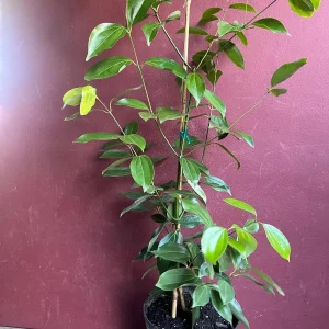 Cinnamon Tree Live Plant - Ceylon Cinnamon (Cinnamomum verum) - 10 inch Pot - Image 7